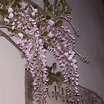 Il Noce E La Strega *