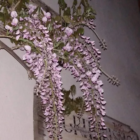 Il Noce E La Strega *