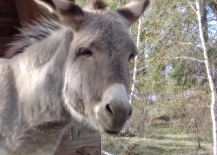 Il Noce E La Strega בית כפרי