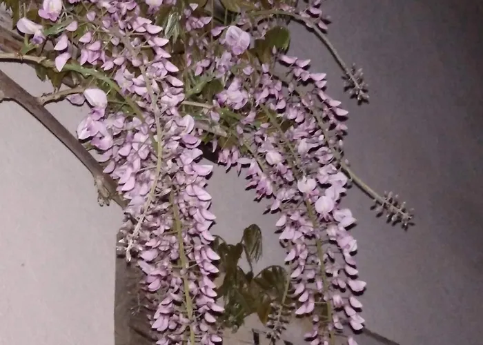 Il Noce E La Strega *